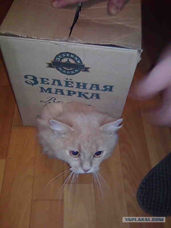 А вот и мы: котятовторник!