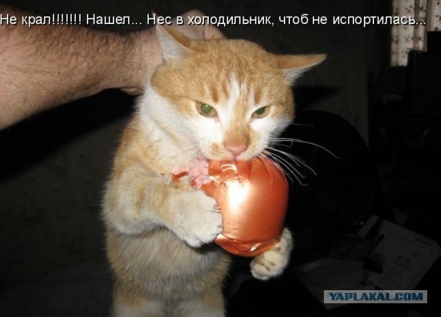 Сегодня котовторник, а котиков все нет