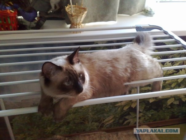 Котовторник