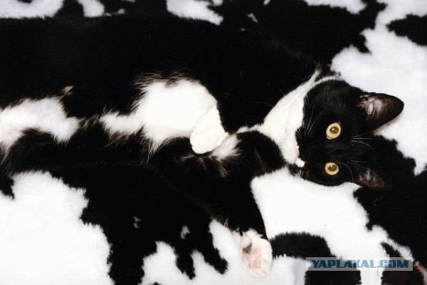 Котовторник в "КотоГетто"