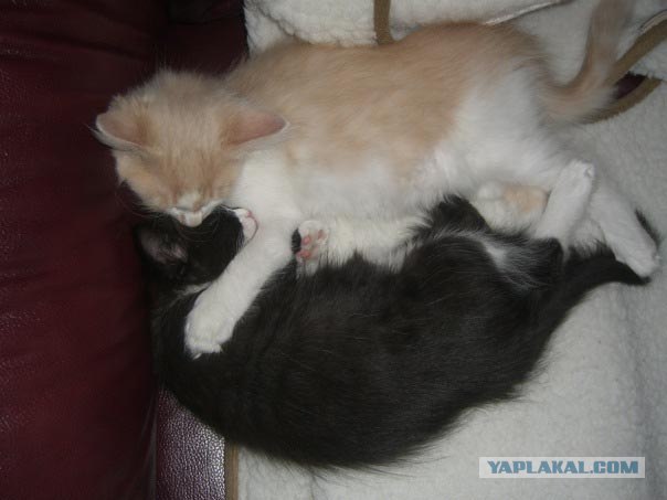 Котовторник!