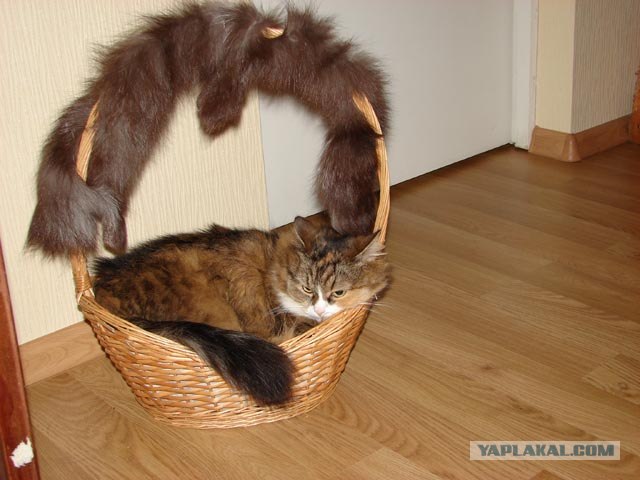 Котовторник (28.02.2012)