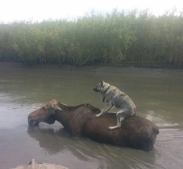 Милые животные. Мимиметр сломался