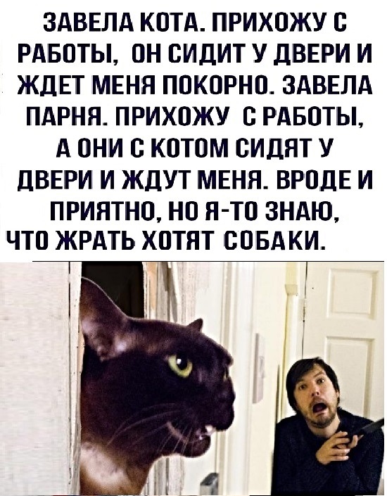 Картинки с котами и про котов