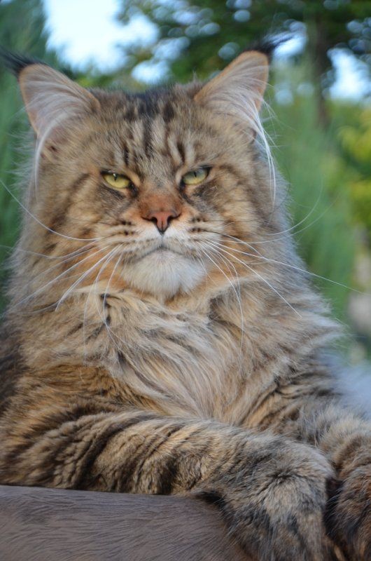 Забавные фото котеек