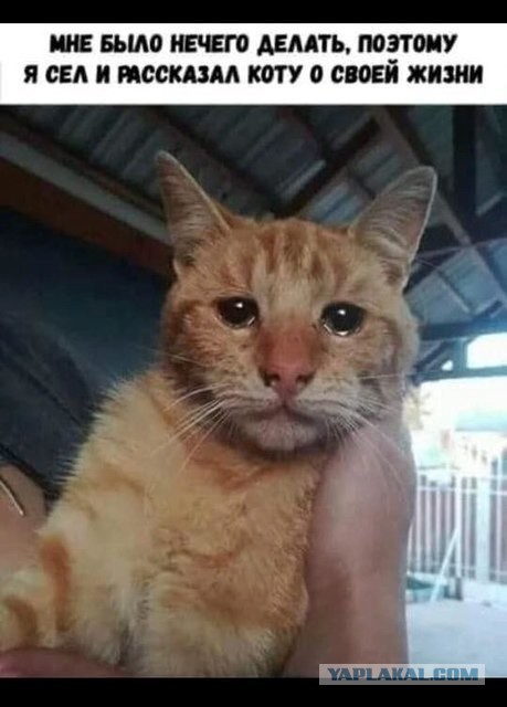 Девять причин, почему вам срочно надо завести кота