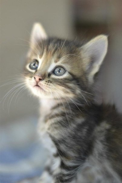 Забавные фото котеек