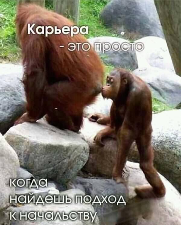 Картинки из рабочего чата 06.04.