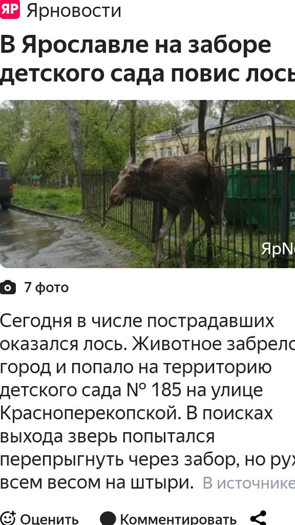 В Ярославле медведь напал на пешехода