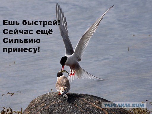 Психиатрия тут бессильна...
