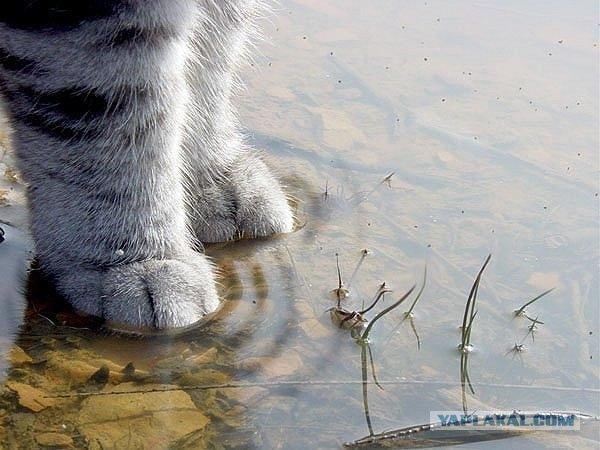 Кот переходит ручей