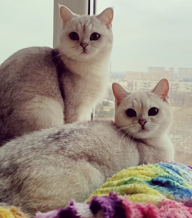 Котовторник!