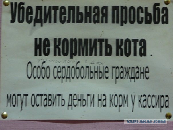 Соседский кот на даче постоянно приходит и наглеет , хотя там его кормят