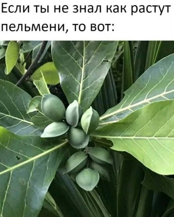 Кулинарный неформат