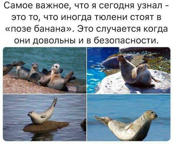 Картинки про юмор