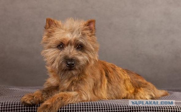 Породы собак для семьи