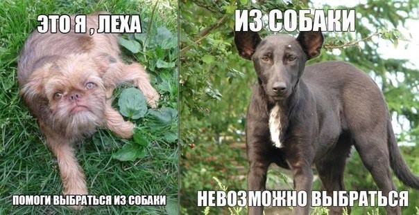 Перед вами голдендудль — идеальный гибрид пуделя и золотистого ретривера, который выглядит как человек в пушистом костюме