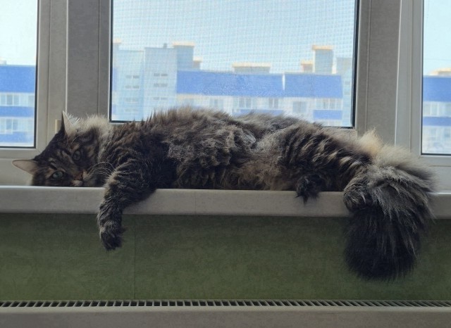 КотоДзен