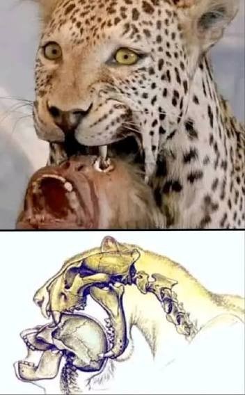 Кошки, большие и не очень