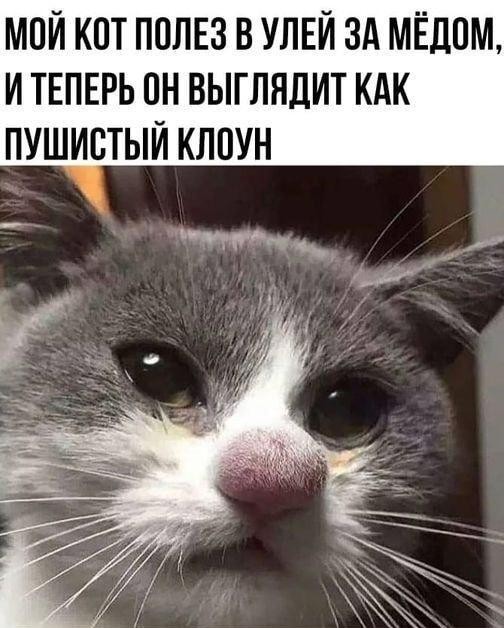 Про мёд