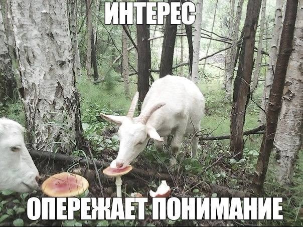 Веселое настроение в картинках 14.08.26