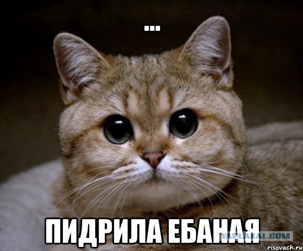 Котиковая выставка "Инфокот 2013"