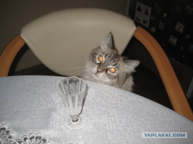Сейчас.. сейчас... и... оппа!