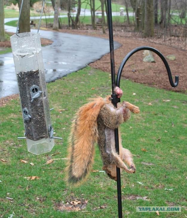 Опоссум попал в западню