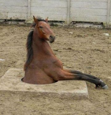 Подборка забавных и курьезных фотографий