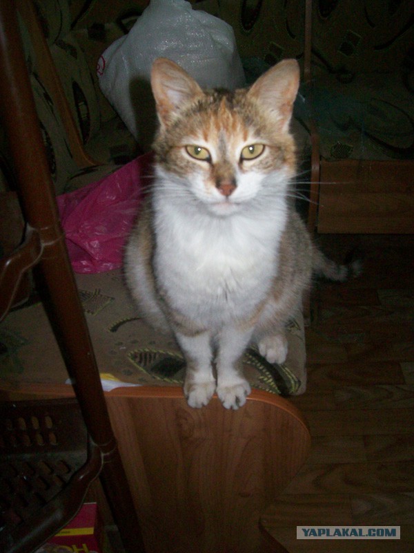 Котовторник 6.05.2014