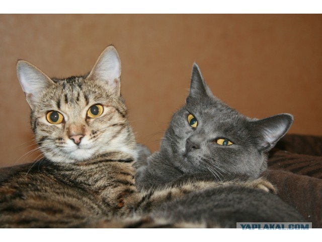 Котовторник 10.06.2014