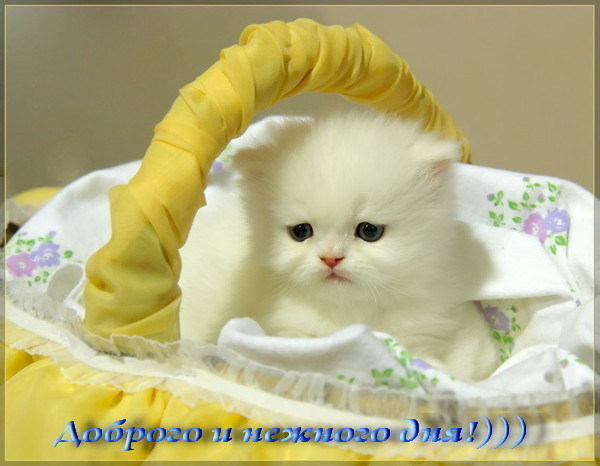 Чёрт, чёрт, чёрт!