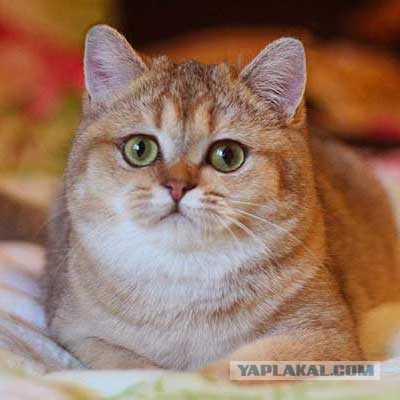 28 "котопирожков"
