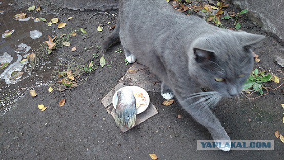 Котовторник 23.12.2014