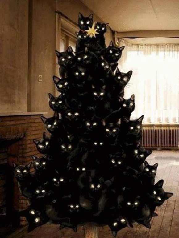 Котэ, которых застали врасплох