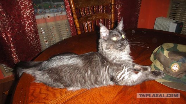 Котовторник.
