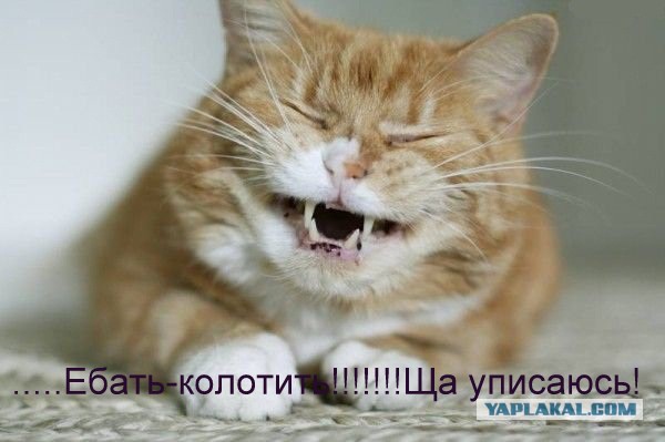 Известные котомемы.