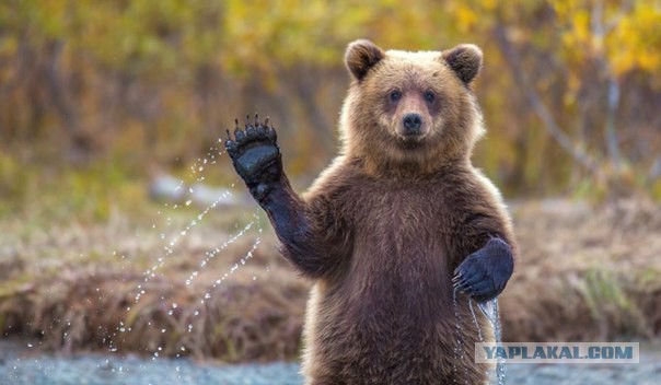 Как спит медведь в берлоге