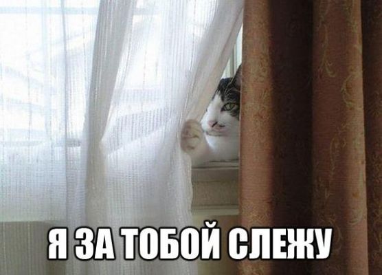 "Я ненавижу домашних животных!"