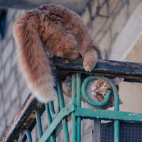 Коты, они - как люди!