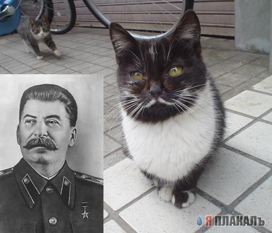 Коты, кошки, котята