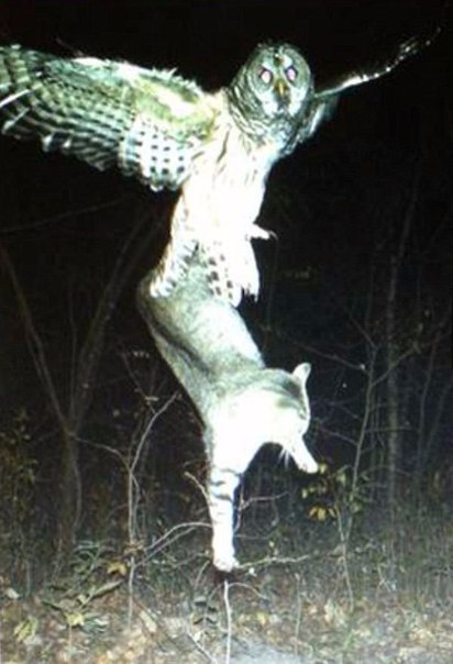 Подборка картинок 17.02.16