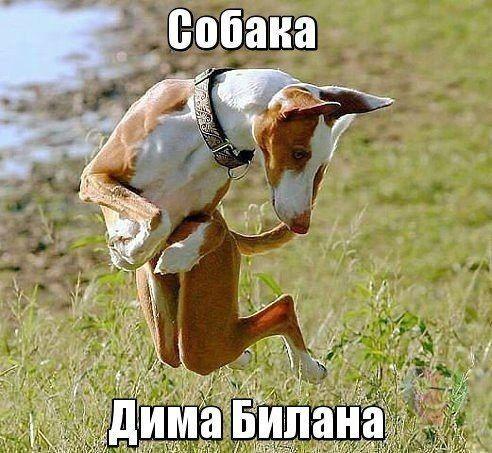 Мохнатые беспредельщики