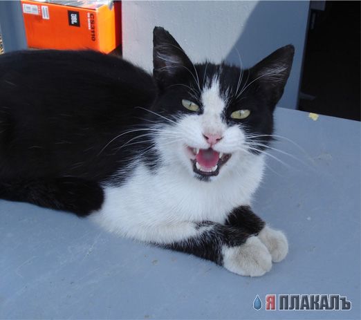 А вот и котовторник!