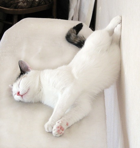 Коты из сети