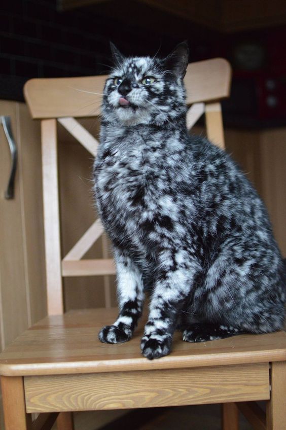 Коты из сети