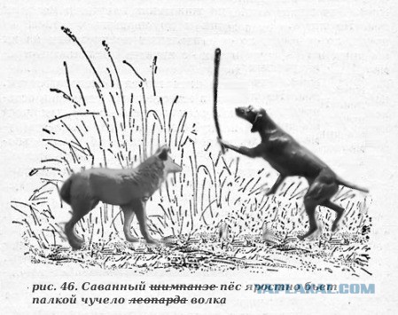 Волк напал на собаку!
