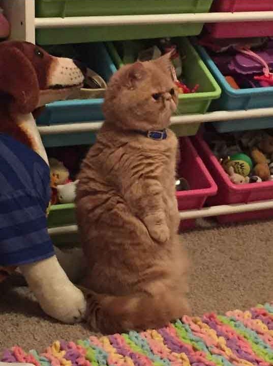 Коты и Кошки