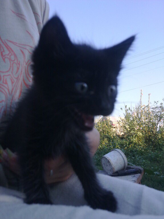 Коты и Кошки