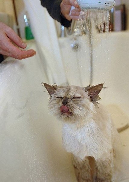 Коты и Кошки